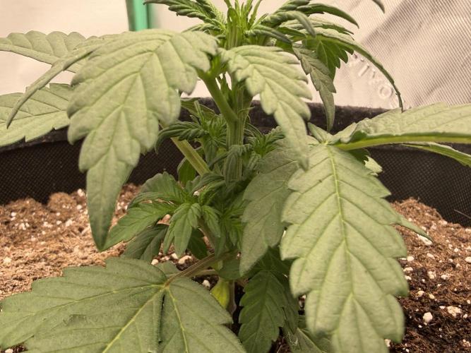 Banana Purple Punch Auto RF3. Week 2