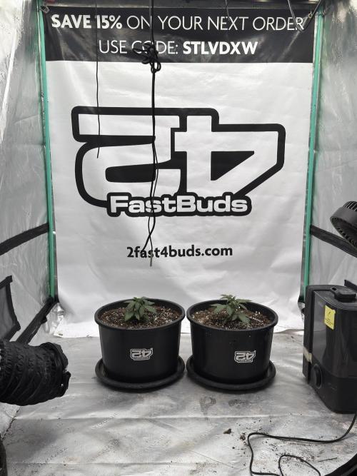 Banana Purple Punch Auto RF3 #2. Week 2