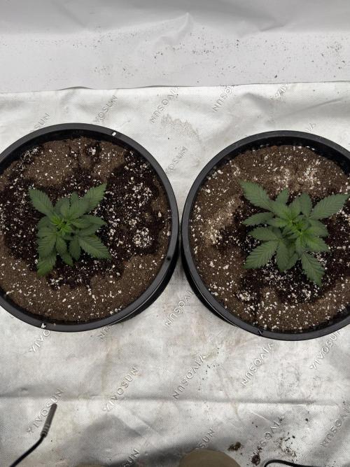 Banana Purple Punch Auto RF3 #2. Week 2