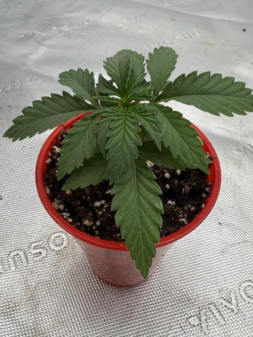 Papaya Sherbert. Week 2