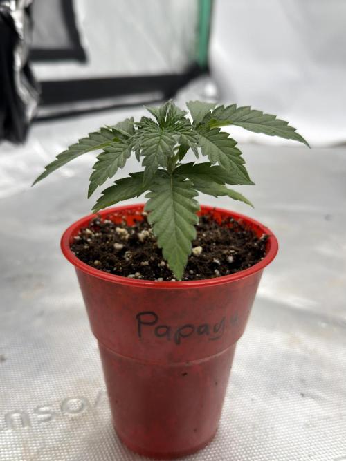 Papaya Sherbert. Week 2