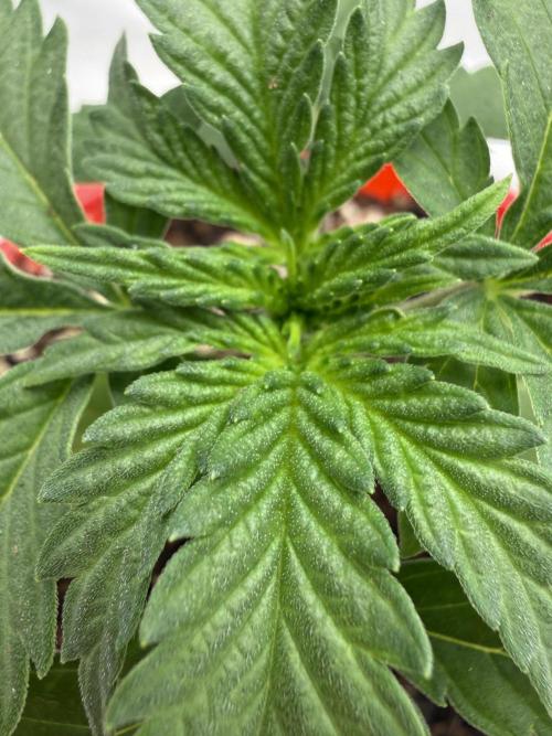 Papaya Sherbert. Week 2