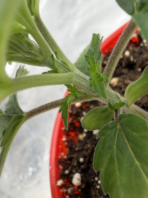 Papaya Sherbert. Week 2