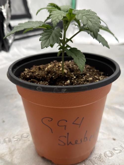 GG4 Sherbert FF. Week 2