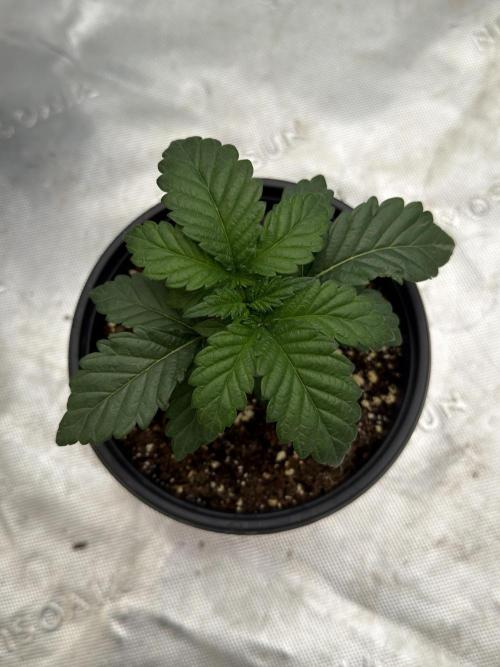 GG4 Sherbert FF. Week 2