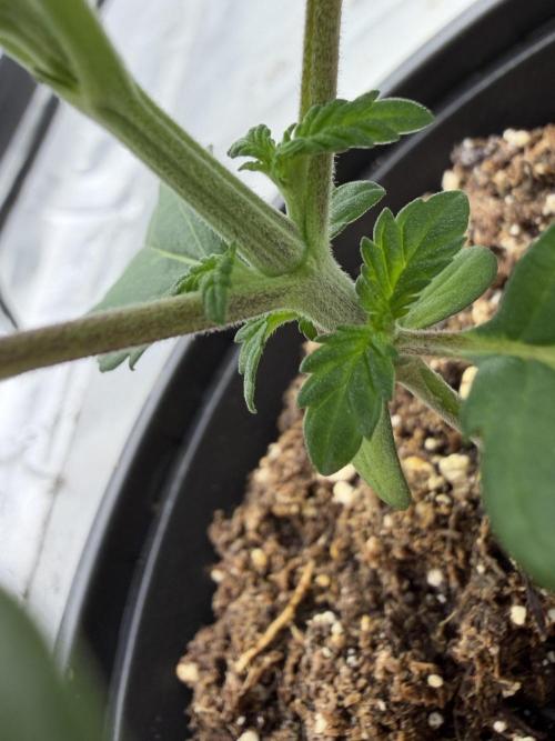 GG4 Sherbert FF. Week 2