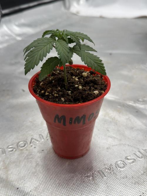 Mimosa MSNL. Week 2