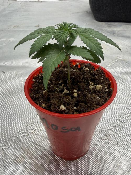 Mimosa MSNL. Week 2