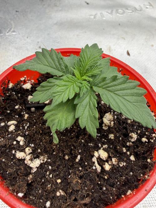 Orange Sherbert FF. Week 1