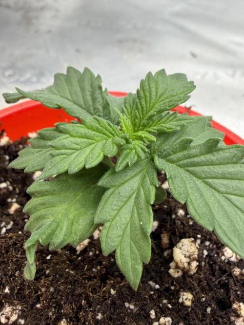 Orange Sherbert FF. Week 1