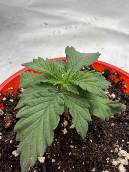 Orange Sherbert FF. Week 1