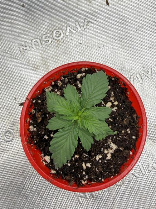 Orange Sherbert FF. Week 1