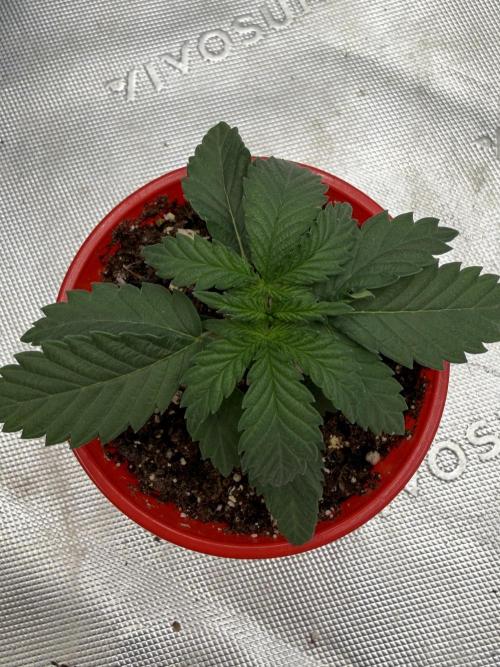 Mixed Photoperiod. Week 2