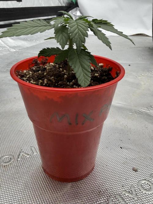 Mixed Photoperiod. Week 2