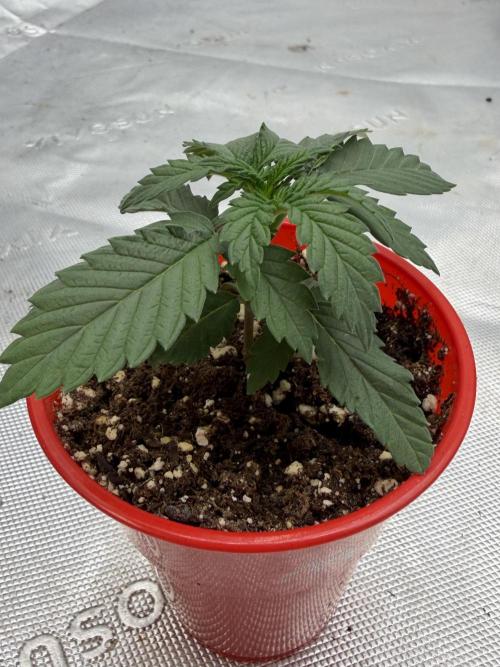 Mixed Photoperiod. Week 2