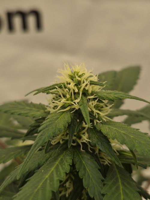 Banana Purple Punch Auto RF3 #2. Week 5