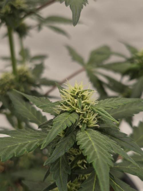 Banana Purple Punch Auto RF3 #2. Week 5