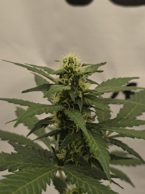 Banana Purple Punch Auto RF3 #2. Week 5