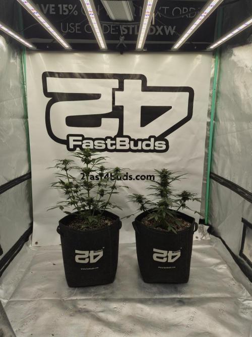 Banana Purple Punch Auto RF3. Week 5