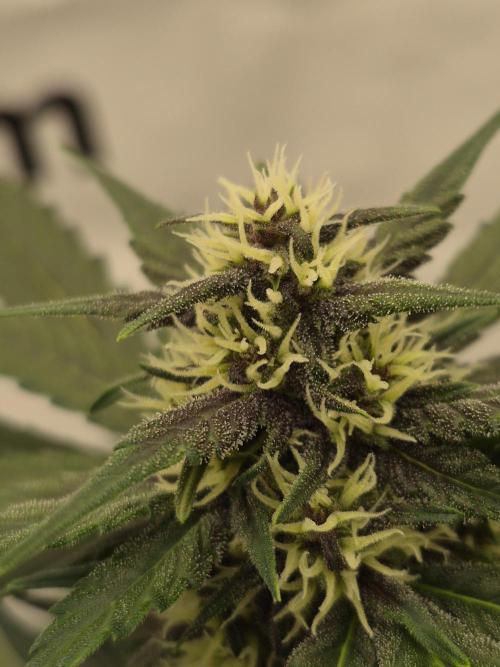 Banana Purple Punch Auto RF3. Week 5