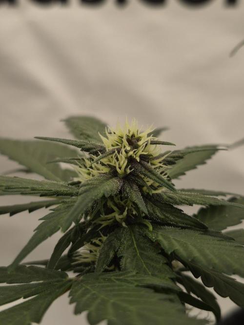 Banana Purple Punch Auto RF3. Week 5