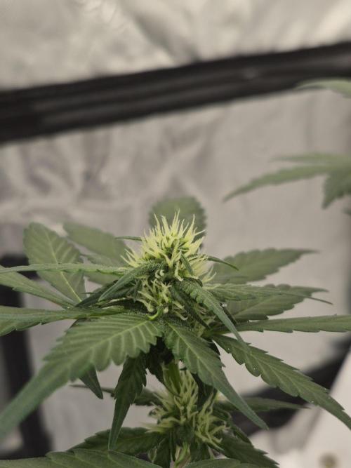 Banana Purple Punch Auto RF3. Week 5