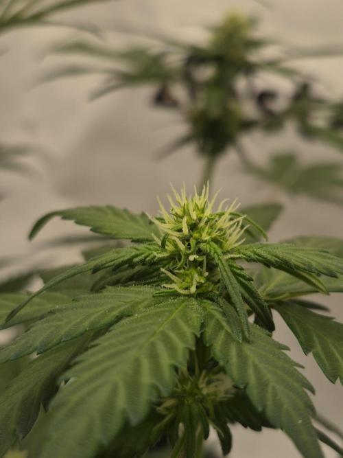 Banana Purple Punch Auto RF3. Week 5