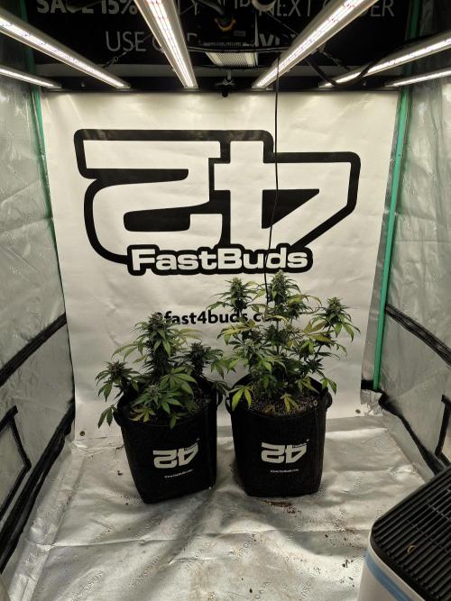 Banana Purple Punch Auto RF3. Week 6