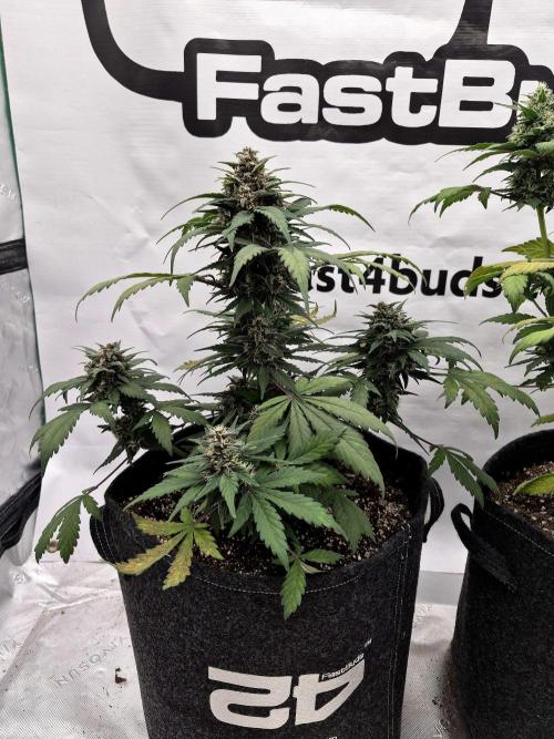 Banana Purple Punch Auto RF3. Week 6