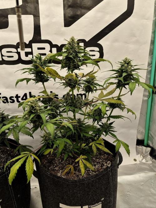 Banana Purple Punch Auto RF3. Week 6