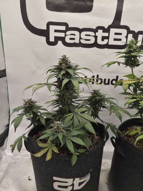 Banana Purple Punch Auto RF3. Week 6