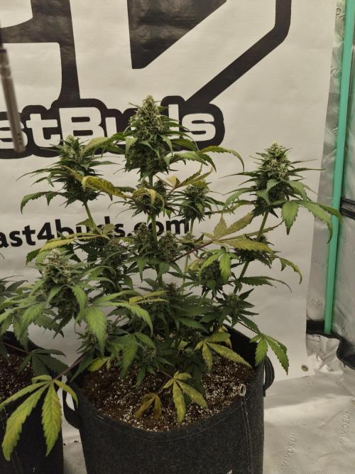 Banana Purple Punch Auto RF3. Week 6