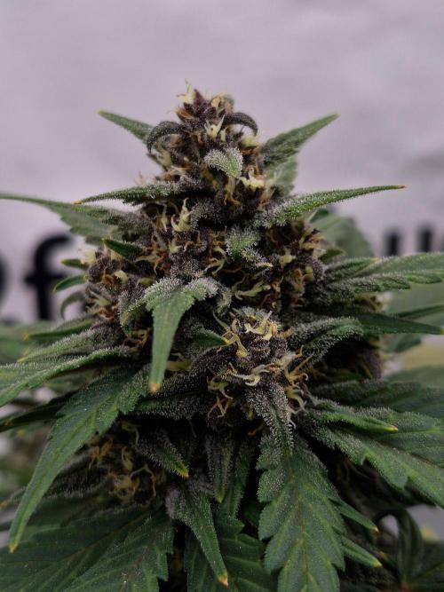 Banana Purple Punch Auto RF3. Week 6