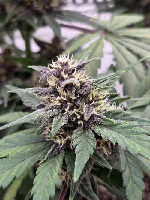 Banana Purple Punch Auto RF3. Week 6