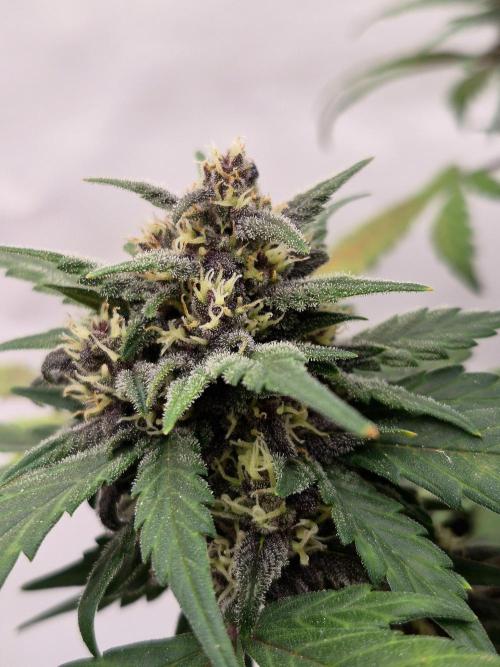 Banana Purple Punch Auto RF3. Week 6
