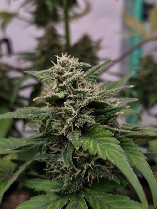 Banana Purple Punch Auto RF3. Week 6