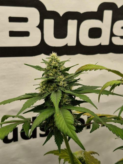 Banana Purple Punch Auto RF3. Week 6