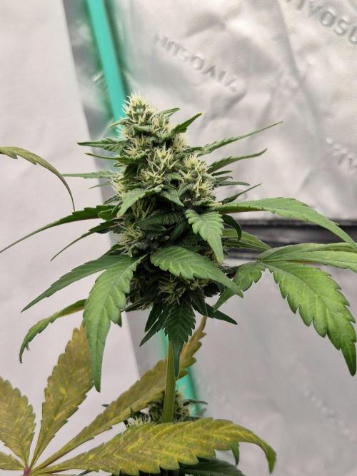 Banana Purple Punch Auto RF3. Week 6