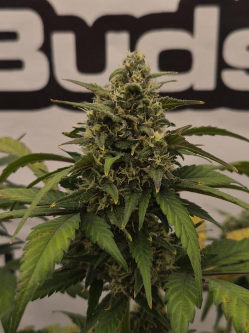 Banana Purple Punch Auto RF3. Week 6