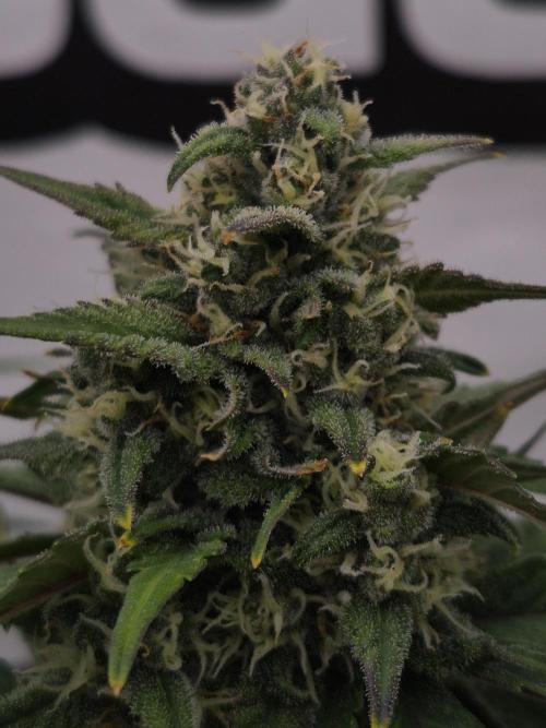 Banana Purple Punch Auto RF3. Week 6