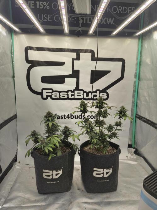 Banana Purple Punch Auto RF3. Week 7