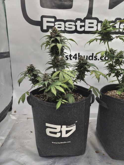 Banana Purple Punch Auto RF3. Week 7