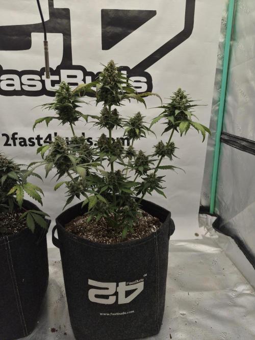 Banana Purple Punch Auto RF3. Week 7