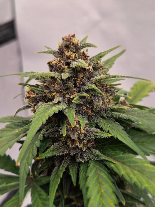 Banana Purple Punch Auto RF3. Week 7