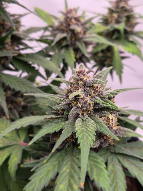 Banana Purple Punch Auto RF3. Week 7