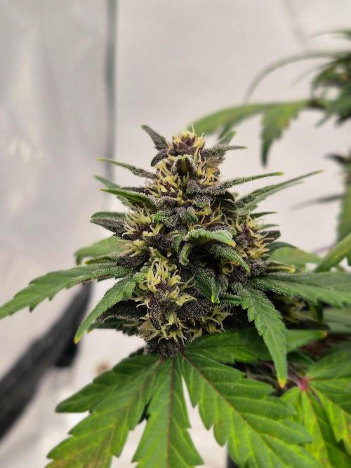 Banana Purple Punch Auto RF3. Week 7