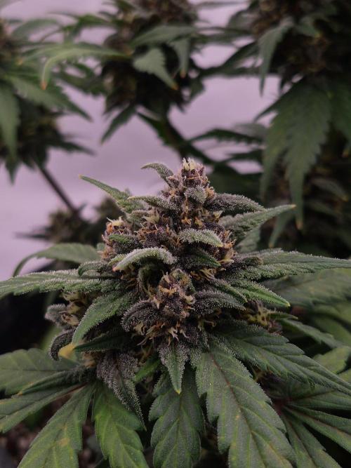 Banana Purple Punch Auto RF3. Week 7