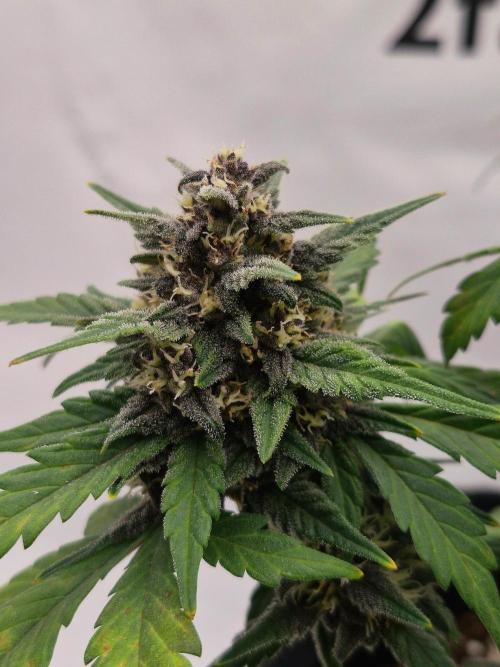 Banana Purple Punch Auto RF3. Week 7