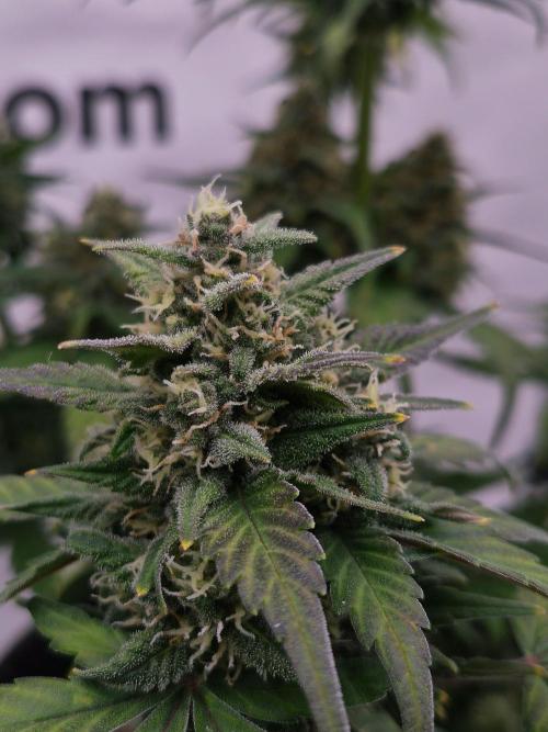 Banana Purple Punch Auto RF3. Week 7