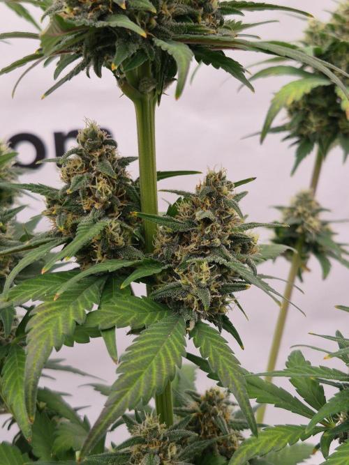 Banana Purple Punch Auto RF3. Week 7